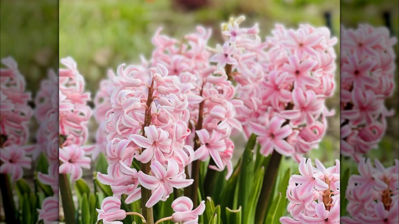 Soluk pembe sümbüller bir bahçede çiçek açar.