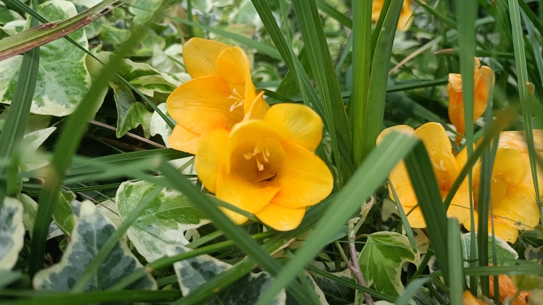 Turuncu-sarı freesya çiçekleri yeşil yapraklara karşı çiçek açar.