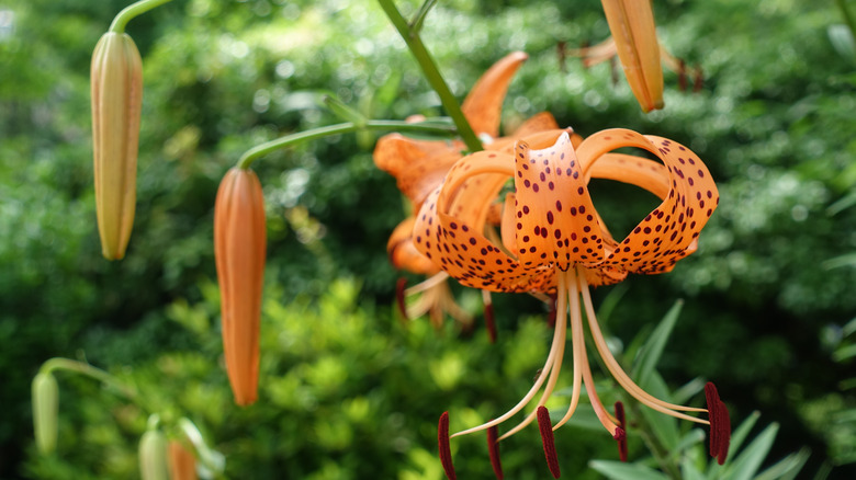 Koyu lekeli turuncu Tiger zambakları bir kökten asılır.