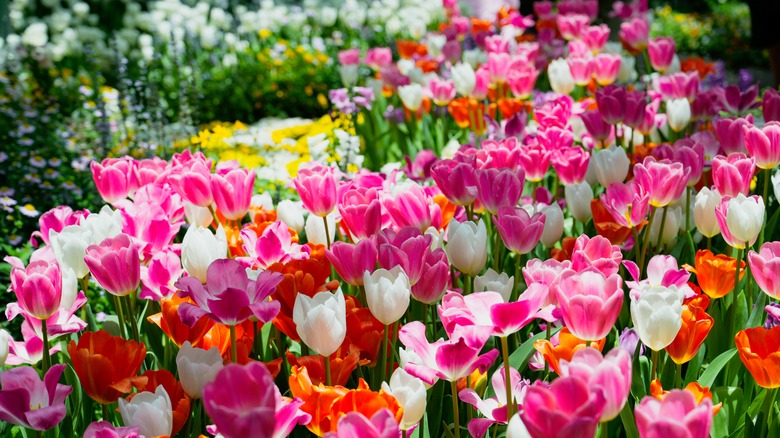 Çok renkli laleler büyük bir kümede çiçek açar.