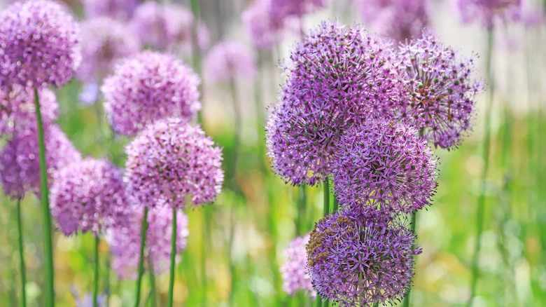 Mor Allium kafaları ince yeşil saplarda duruyor.