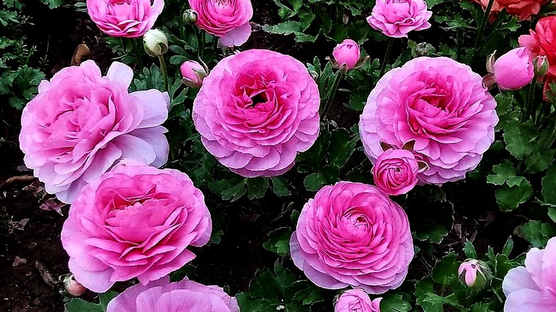 Mavimsi-pembe Fars buttercupları bir kümede çiçek açar.