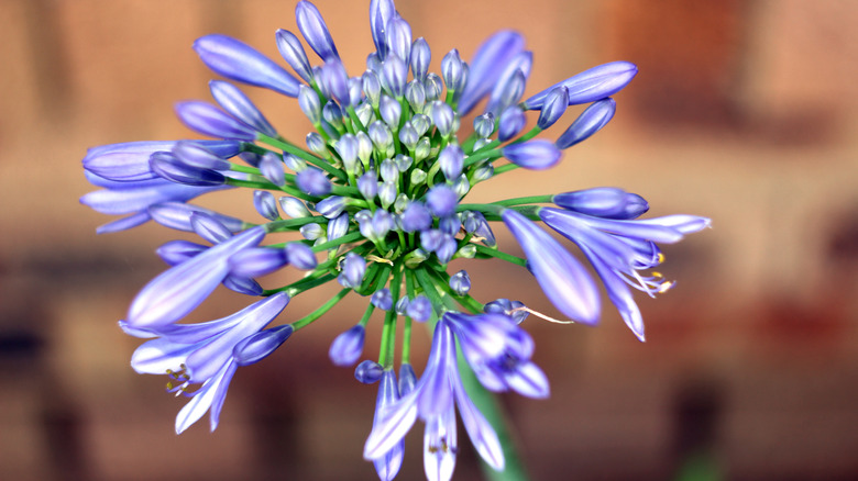 Bir Afrika zambakının yakınında mor çiçek kümesini gösterir.