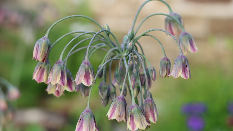 Nectaroscordum Siculum'un bir başkanı pastel çan şekilli Florets'i gösteriyor.