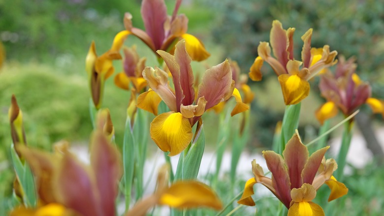 Sarı ve mor Hollanda irisi ampullerden büyür.