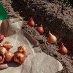 Önümüzdeki baharda çiçek açması için Ağustos ayında ekilecek en iyi 14 ampul