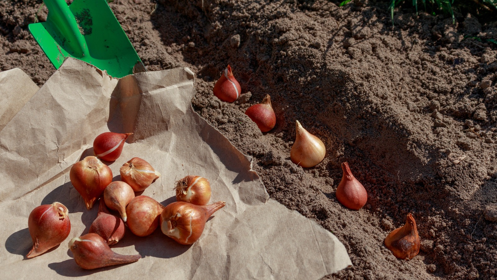 Önümüzdeki baharda çiçek açması için Ağustos ayında ekilecek en iyi 14 ampul