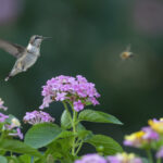 Sinek kuşları bahçenizdeki bu canlı, hızlı büyüyen tırmanma tesisine akın edecek