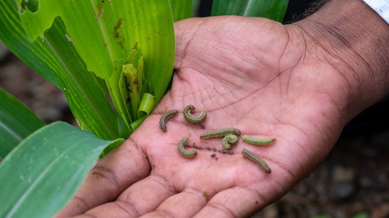 Mısır bitkisinde bulunan birkaç ordu kurdu tutan el