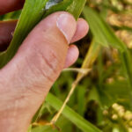 Sinir bozucu ordu kurtları Kansas Yards & Gardens'a saldırıyor. İşte ne yapabilirsiniz