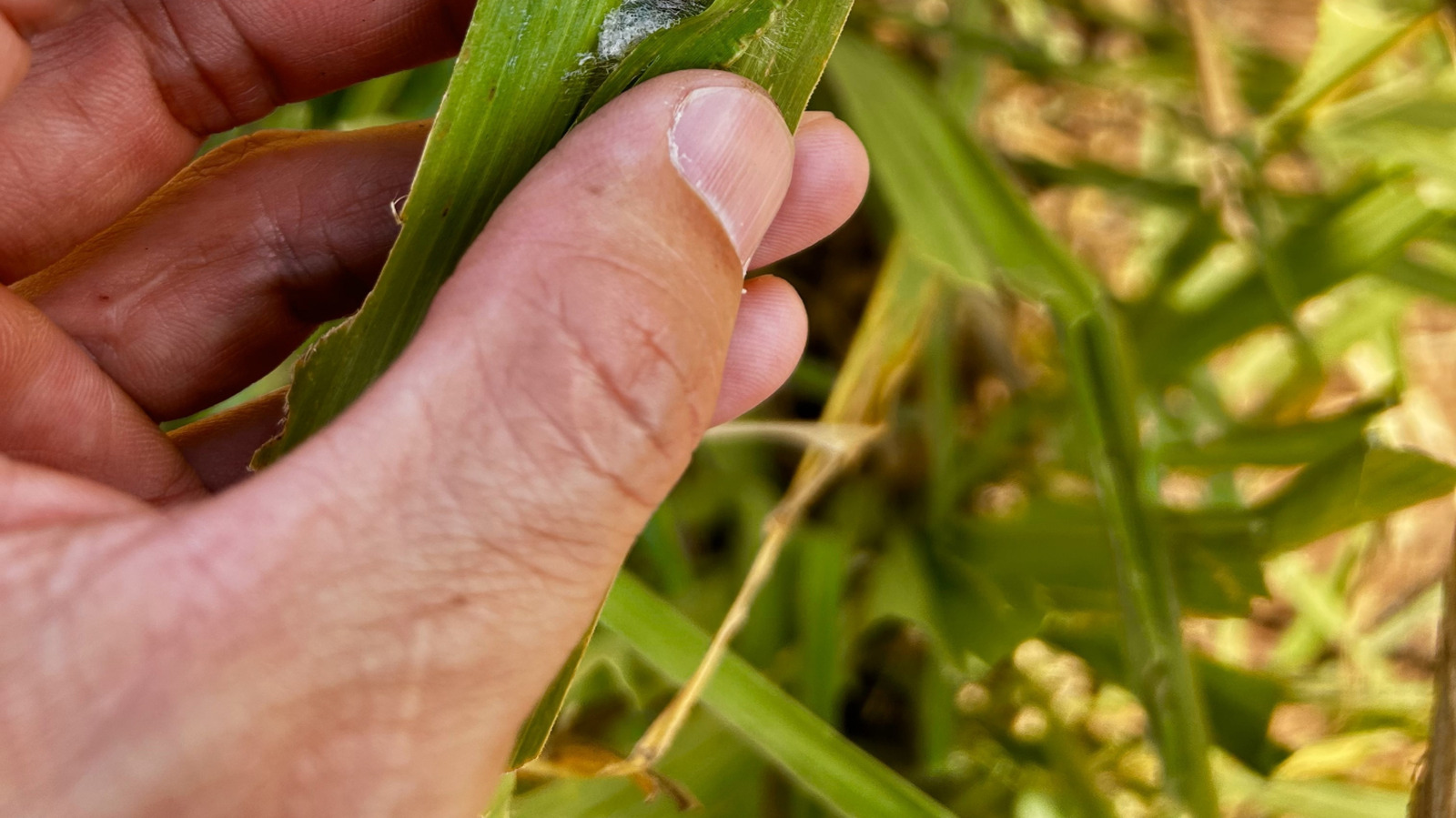 Sinir bozucu ordu kurtları Kansas Yards & Gardens'a saldırıyor. İşte ne yapabilirsiniz