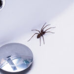 Örümceklerden kurtulmanıza yardımcı olabilecek masa bileşeni (ancak bir yakalama var)