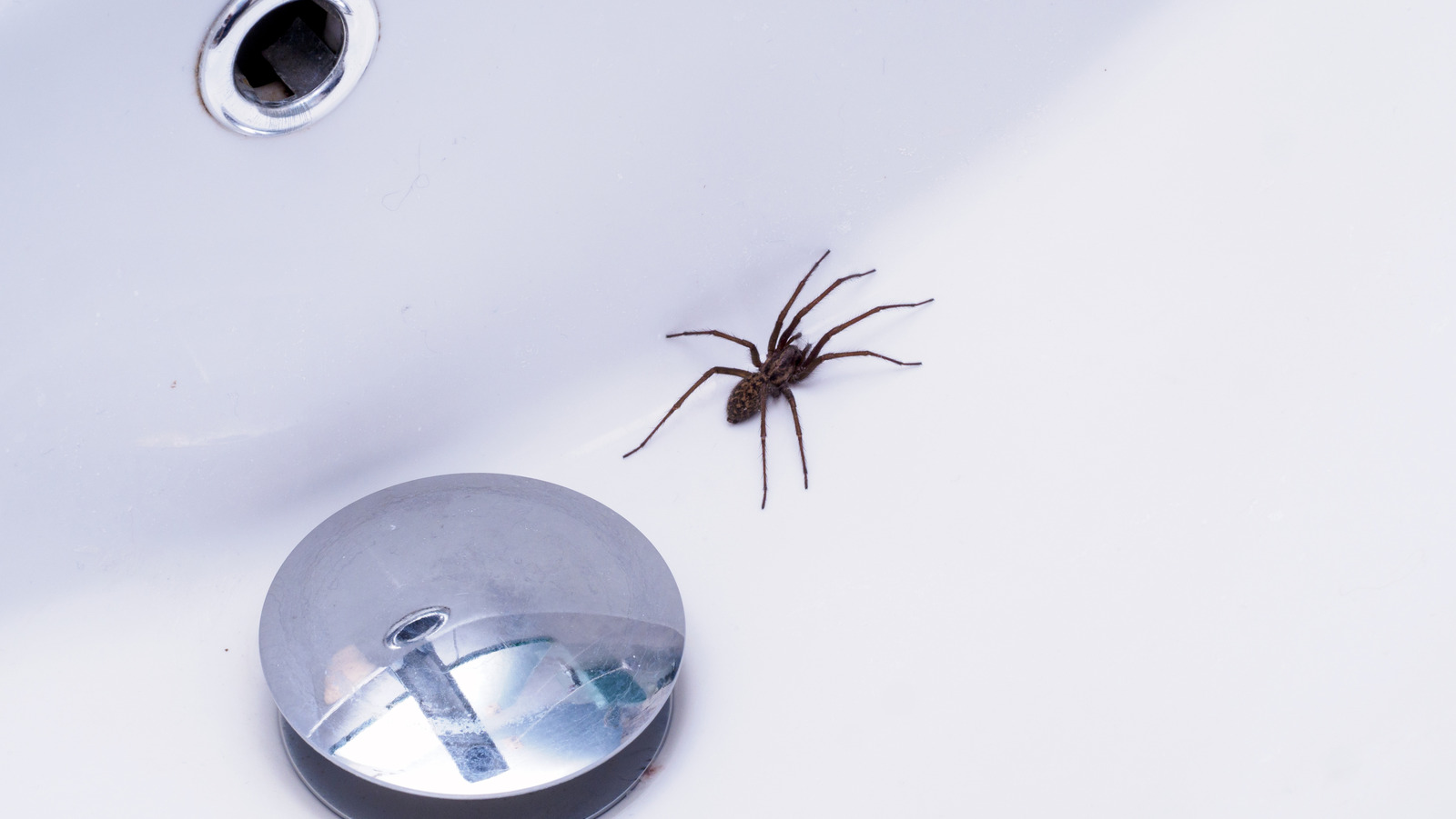 Örümceklerden kurtulmanıza yardımcı olabilecek masa bileşeni (ancak bir yakalama var)