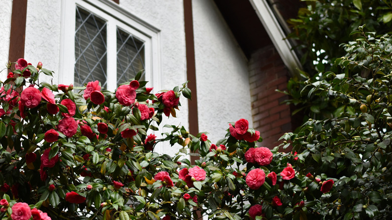 Tudor tarzı bir evin önünde kamelya çalı