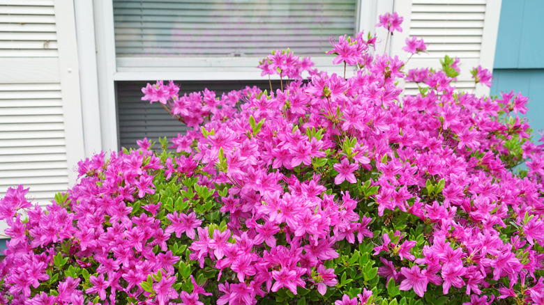 Bir pencerenin önünde pembe azalea çiçek açar