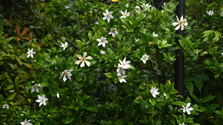 Beyaz Blooms ile Gardenia çalının kapatılması