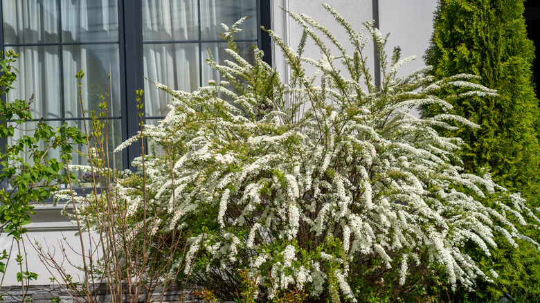 Bir pencerenin önünde beyaz çiçek açan Spirea çalı