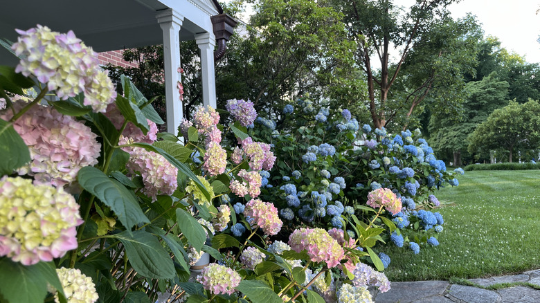 Bir evin dışında büyüyen ortancaların closeup
