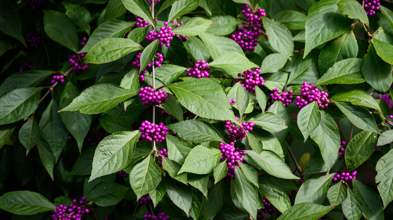 Bir Beautyberry çalının kapatılması