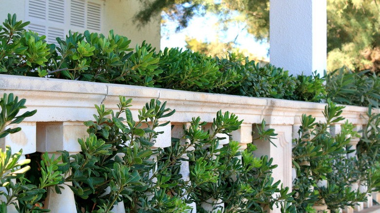 Cherry Laurel çalılarının kapatılması