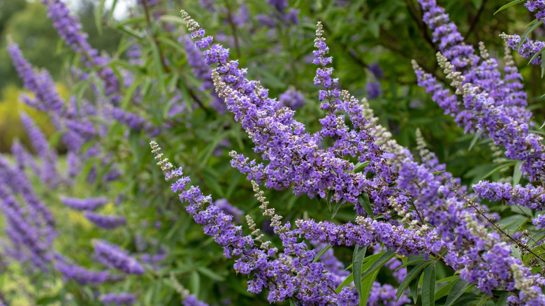 Mor Chastetree Blooms Closeup