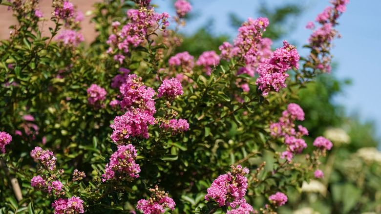 Pembe çiçeklerle crapemyrtle çalı