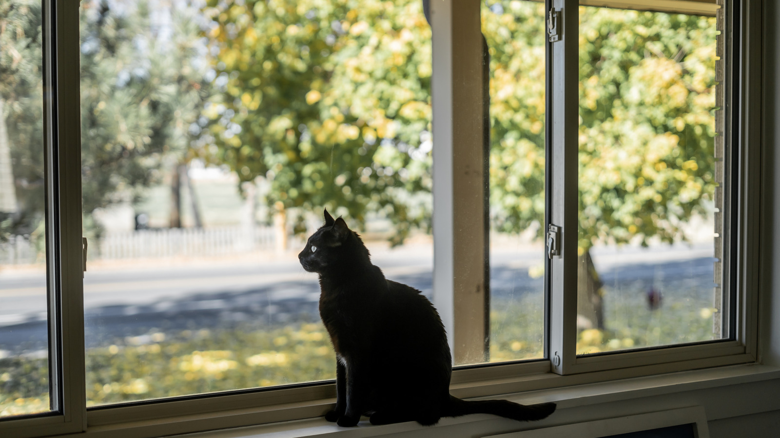 10 güzel gizlilik çalıları pencerelerinizin hemen yanında büyümek isteyeceksiniz