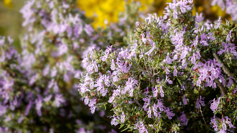 Bloom'da Biberiye Bitkileri