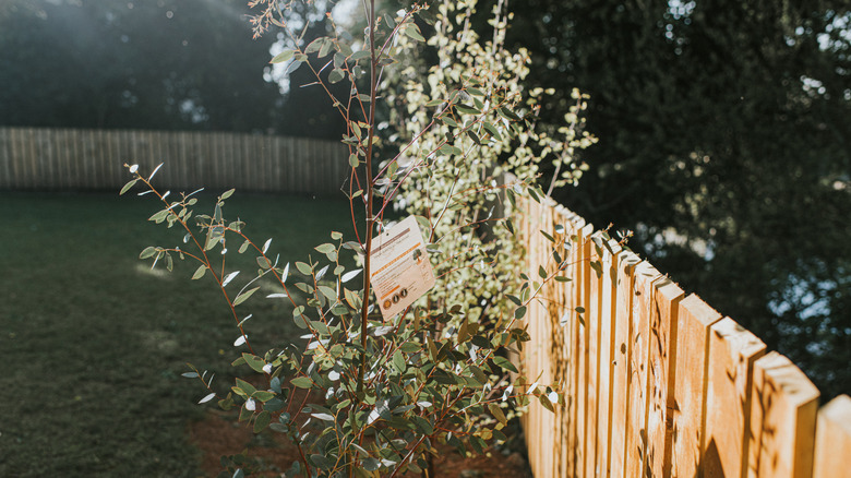 Bir bahçede bir okaliptüs fidan