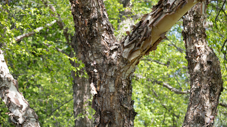 Huş ağacının yaprakları ve gövdesi