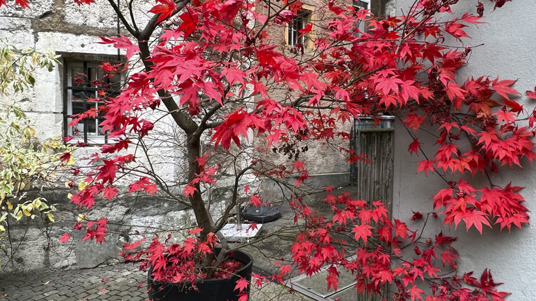 Büyük bir siyah kapta büyüyen akçaağaç ağacı