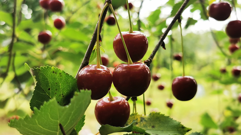 Ağaç dalından asılı olgun kırmızı kiraz