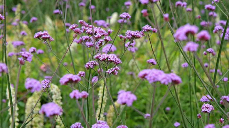 Bloom'da Verbena'nın Leylak Mor Çiçekleri