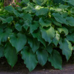 11 bitki Bahçedeki hostalarınızdan uzak durmalısınız