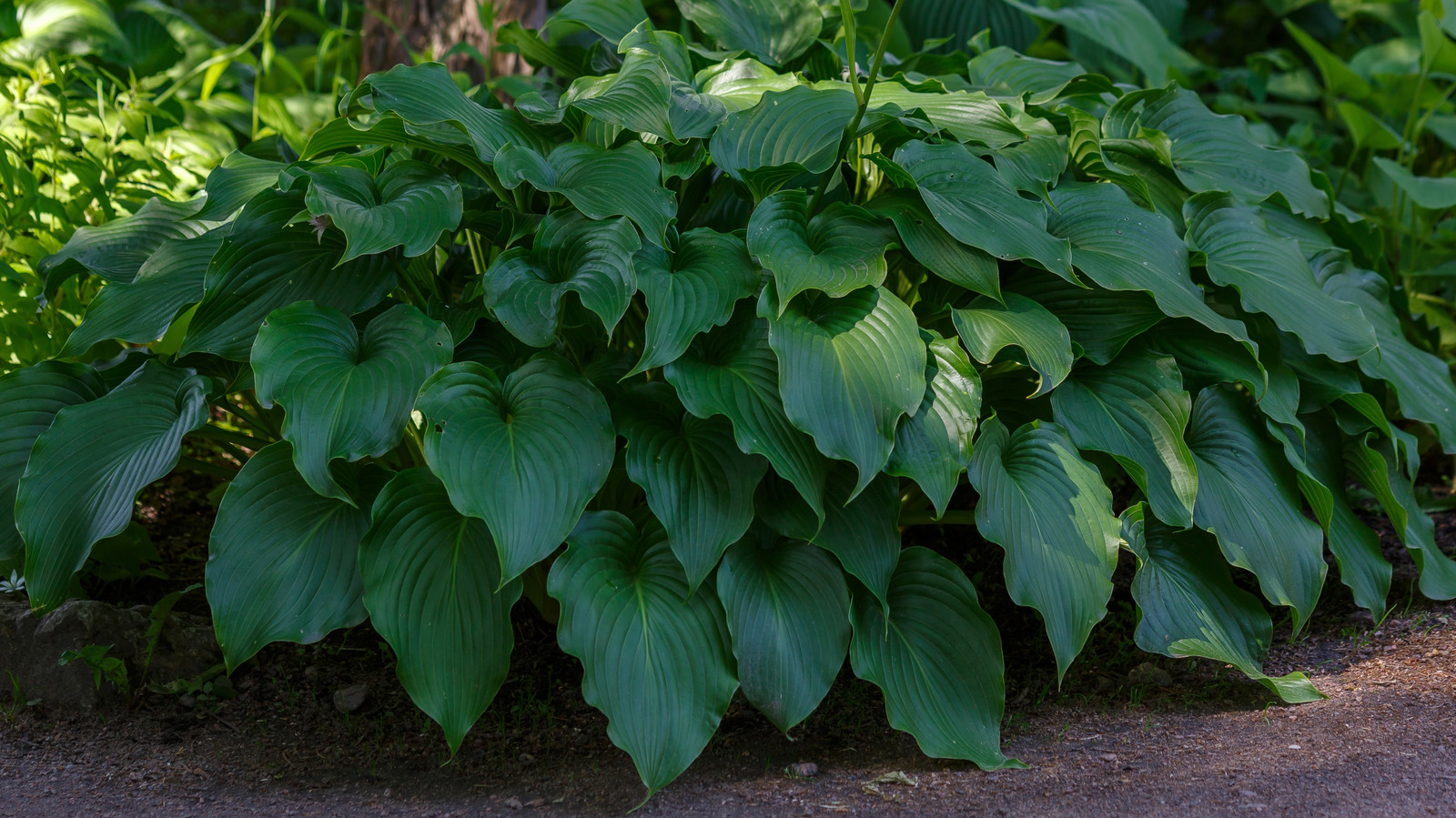 11 bitki Bahçedeki hostalarınızdan uzak durmalısınız
