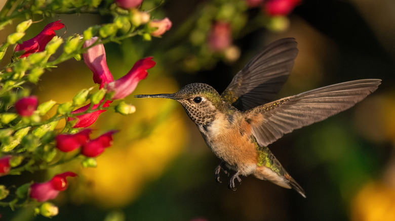 Kırmızı mimbres figwort'tan beslenen bir sinek kuşu.