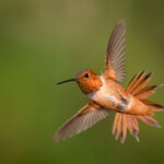 Sonbaharda bahçenize gelmesini sağlayacak çarpıcı çok yıllık