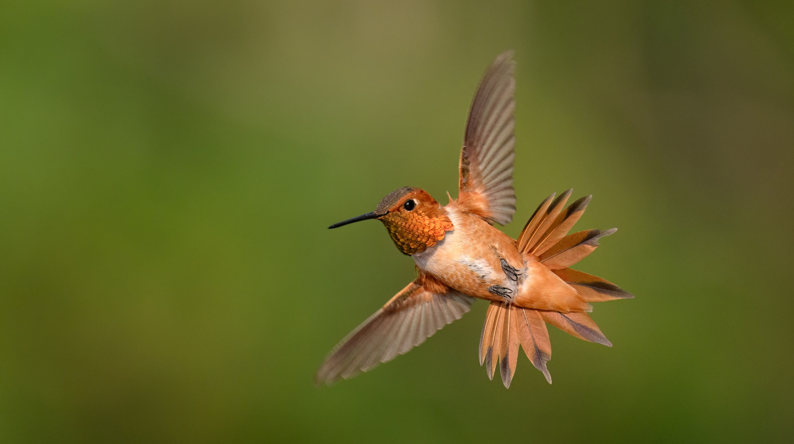 Sonbaharda bahçenize gelmesini sağlayacak çarpıcı çok yıllık