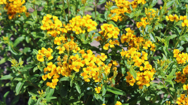 Bir ızgara rafındaki sosislerin yanında tarhun