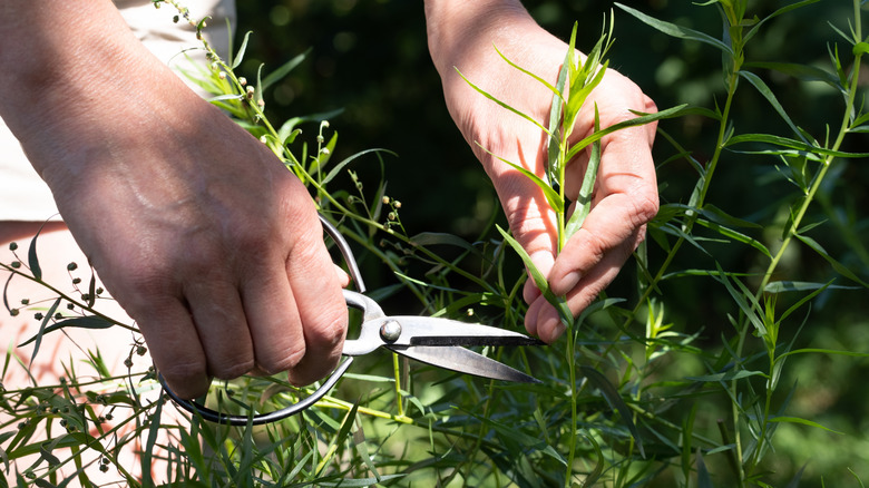 Taze tarhun kesme elleri