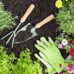 Tam güneş ve ısı ile gelişen büyümesi kolay çiçeklenme çok yıllık bitki