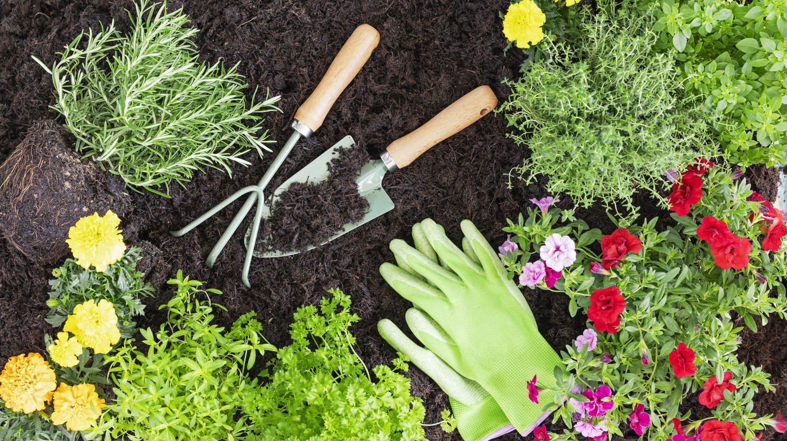 Tam güneş ve ısı ile gelişen büyümesi kolay çiçeklenme çok yıllık bitki