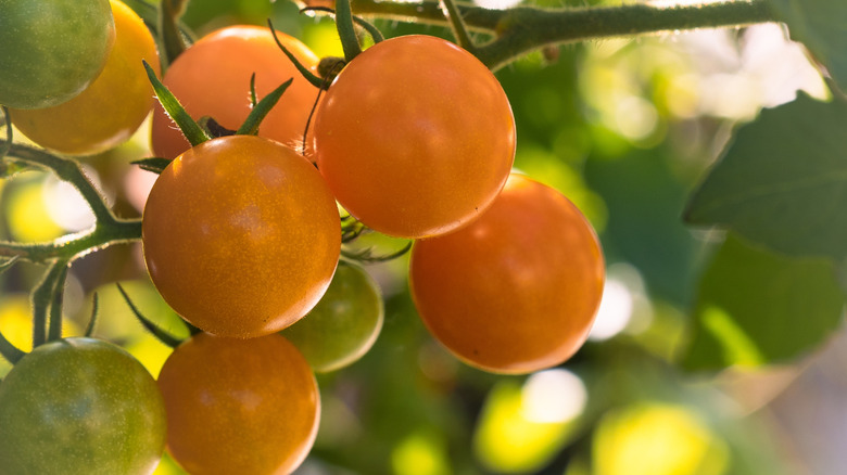 Bitki üzerinde 'Sungold' kiraz domatesleri