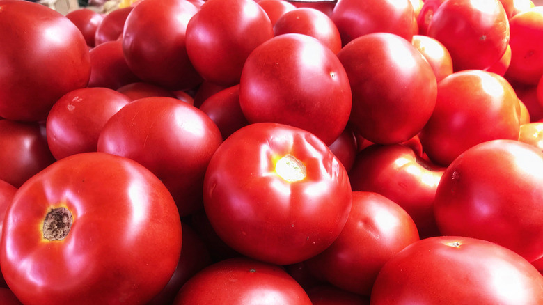 'Bush Erken Kız' Domatesler Yakın