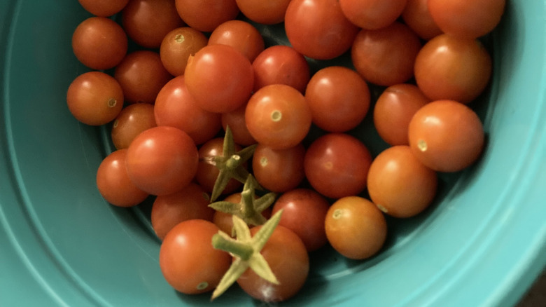 Bir kasede 'tatlı 100' kiraz domates