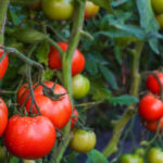 Sonbaharda büyüyebileceğiniz 15 çeşit domates bitkisi