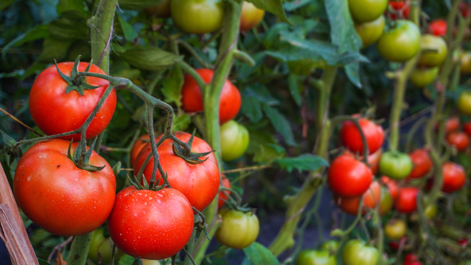 Sonbaharda büyüyebileceğiniz 15 çeşit domates bitkisi