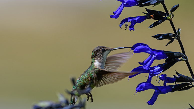 Siyah ve mavi bir Salvia tesisinde beslenen bir sinek kuşu