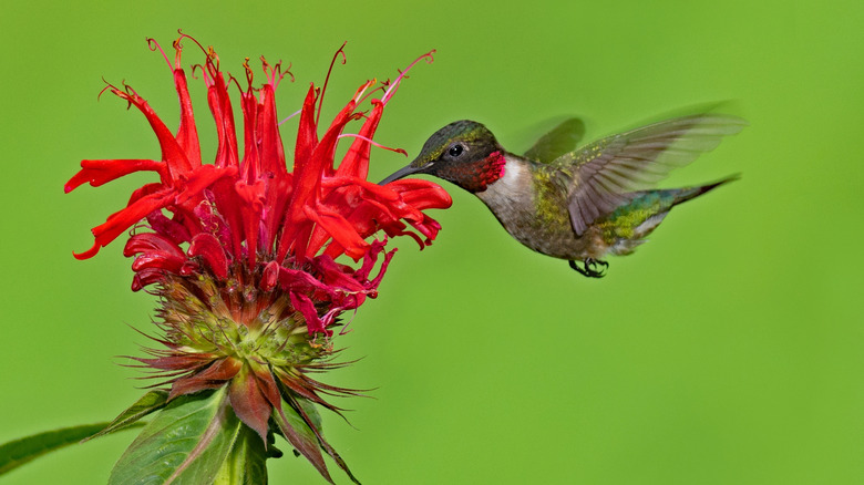 Kırmızı Beebalm Çiçeğinden Sinek Kuşları Nektar İçme