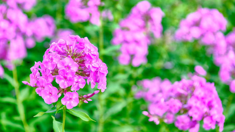 Güneşli bir günde pembe bahçe Phlox yakın